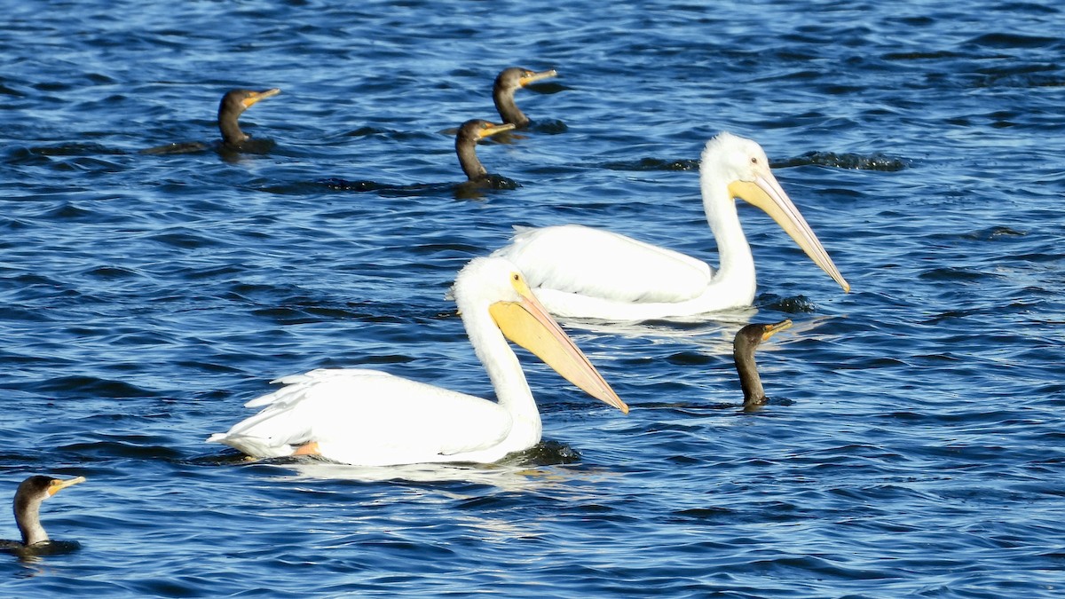 American White Pelican - ML626669960