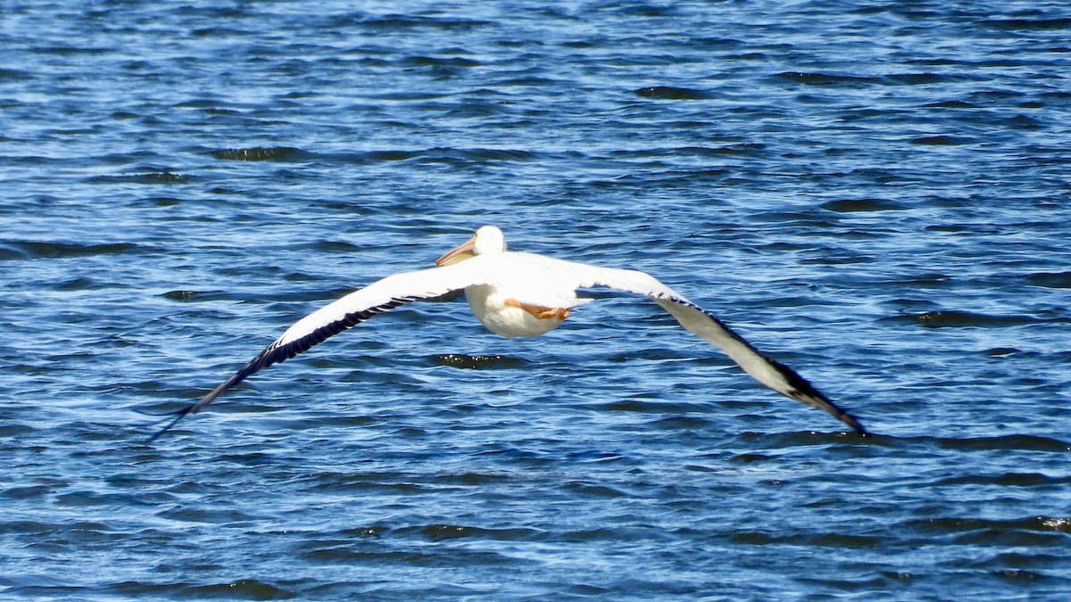 American White Pelican - ML626669961