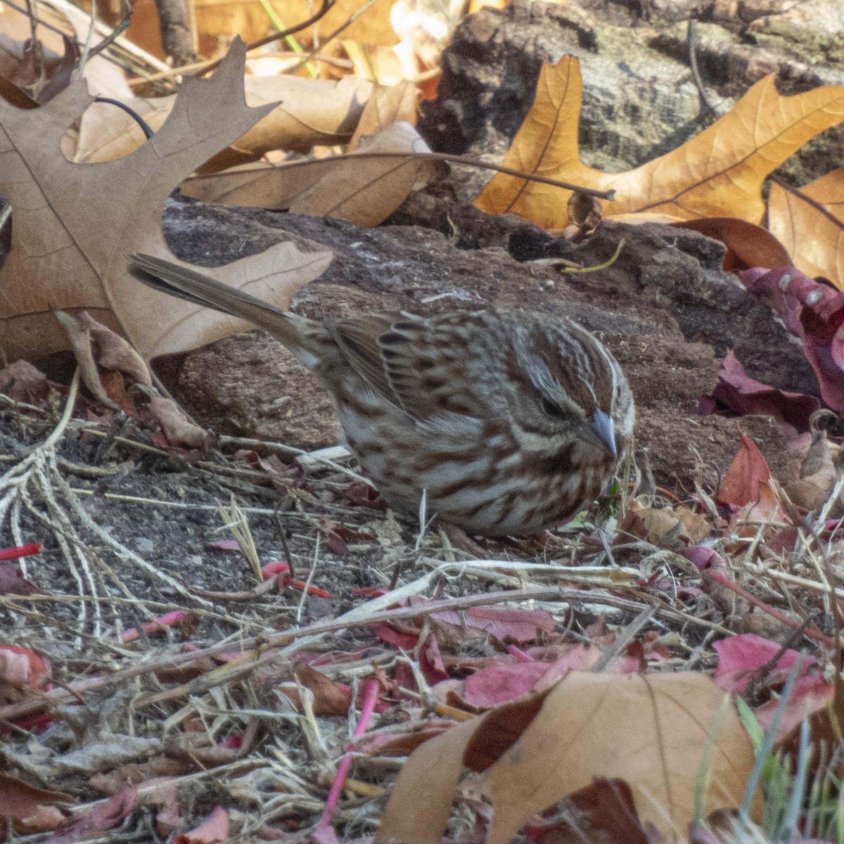 Song Sparrow - ML626669962
