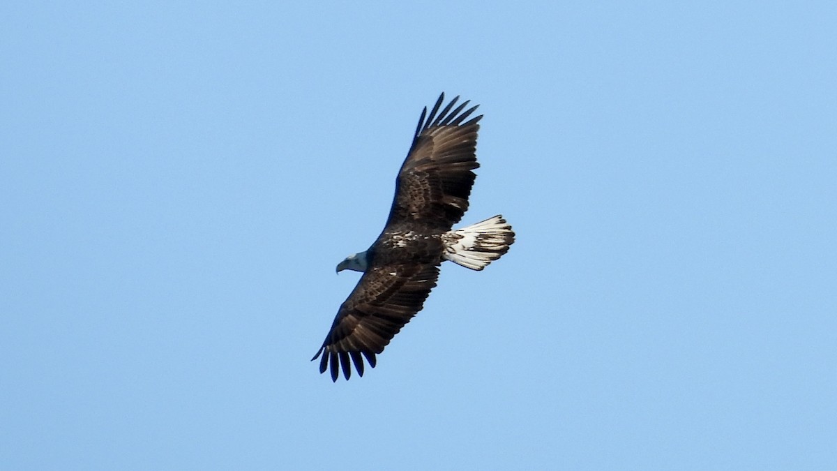 Bald Eagle - ML626670002