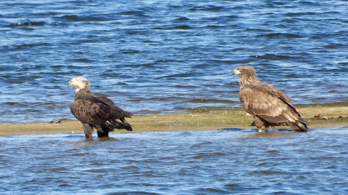Bald Eagle - ML626670004
