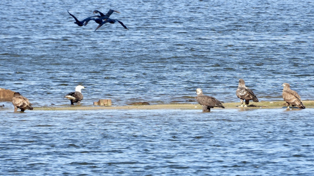 Bald Eagle - ML626670005