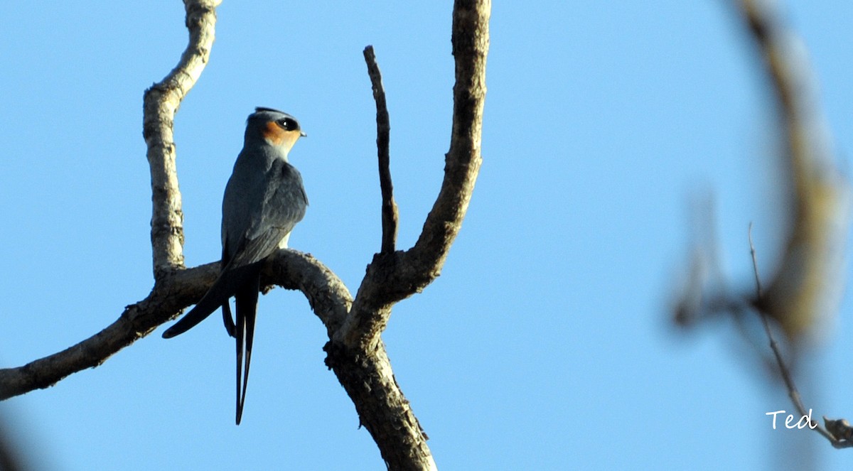 Crested Treeswift - ML626670019
