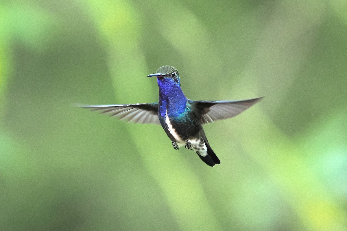 Sapphire-spangled Emerald - ML626670069