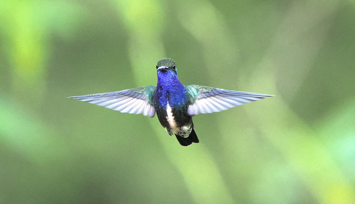 Sapphire-spangled Emerald - ML626670091