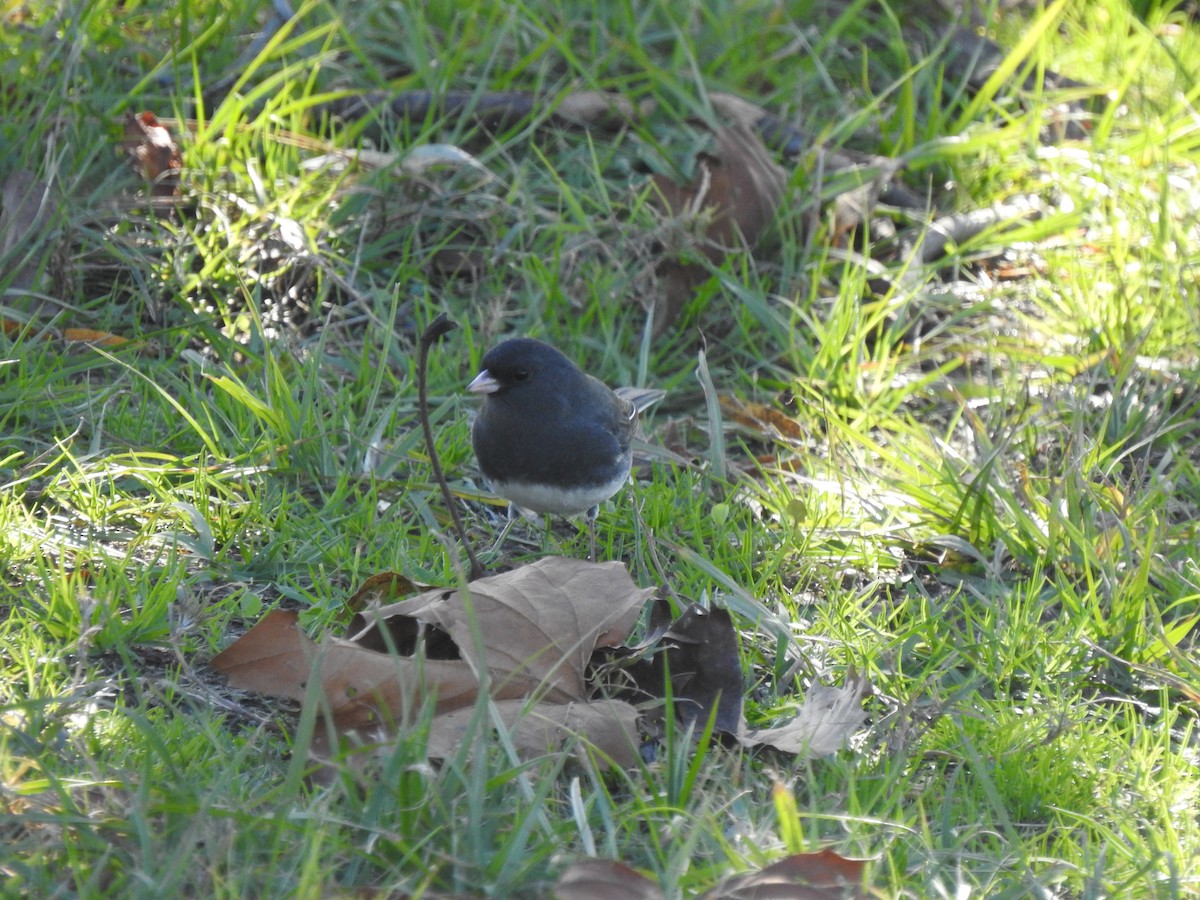 Dark-eyed Junco - ML626670145