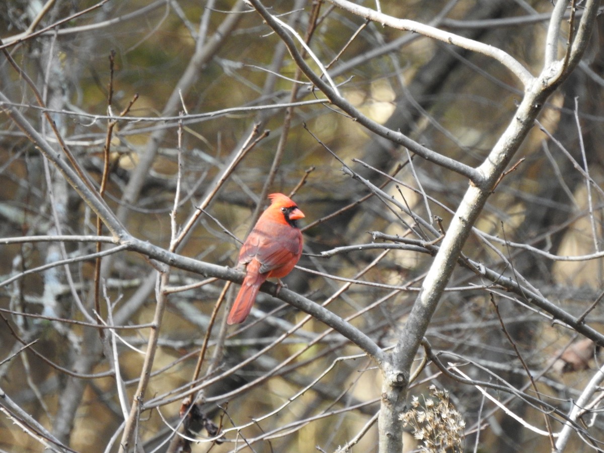 Northern Cardinal - ML626670181