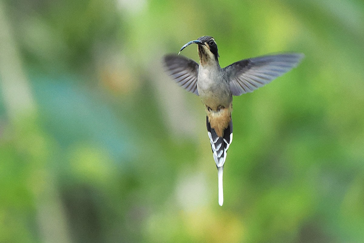 Scale-throated Hermit - ML626670186