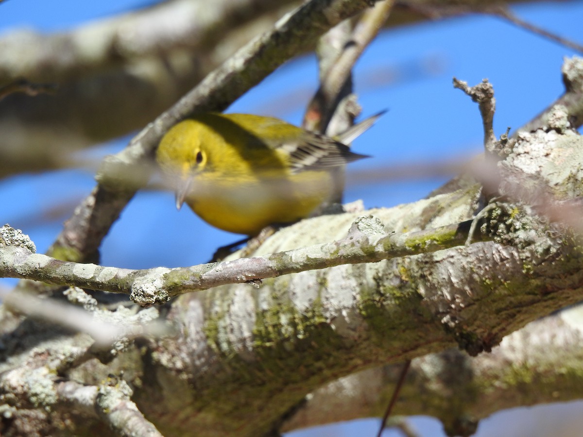 Pine Warbler - ML626670220