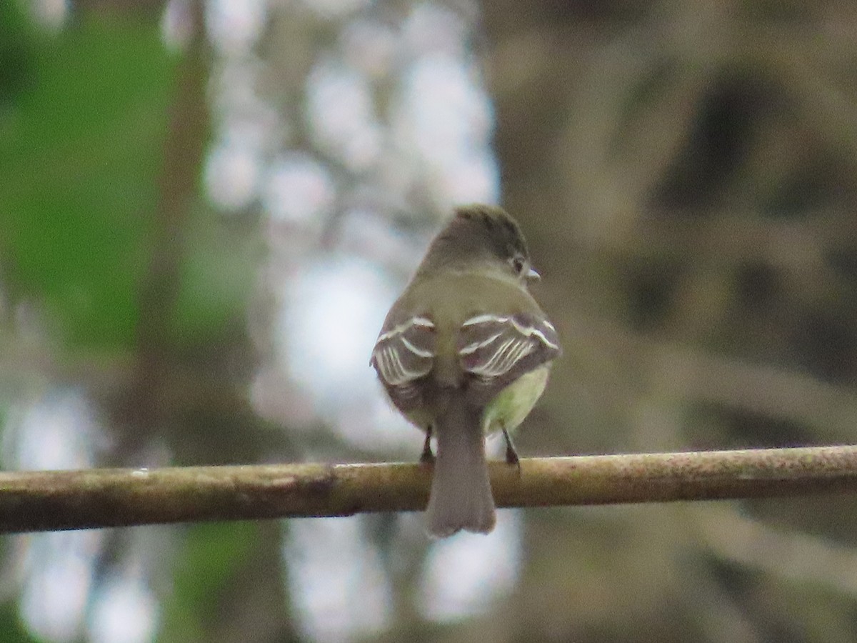 Least Flycatcher - ML626670236