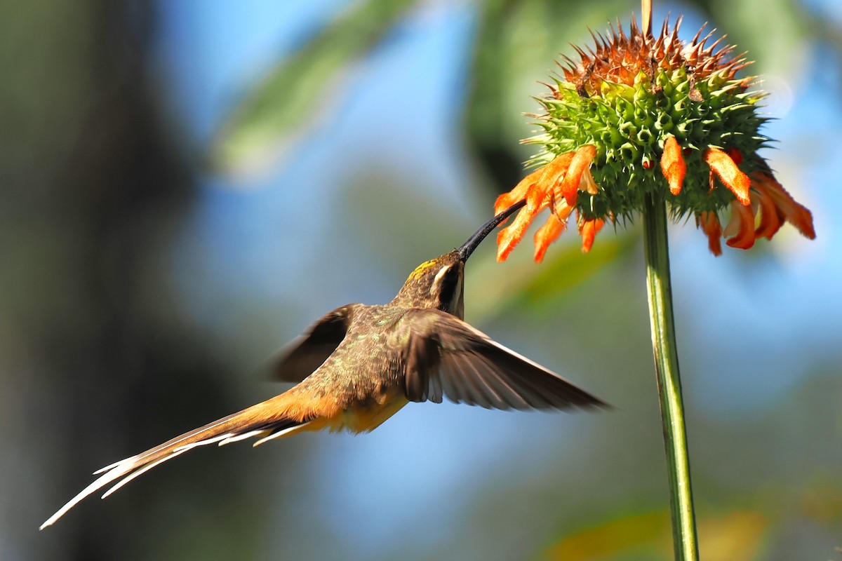 Planalto Hermit - ML626670261