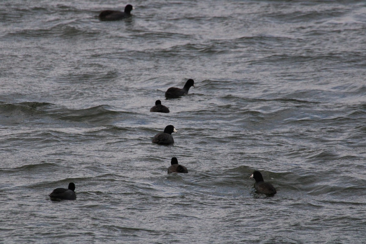 American Coot - ML626670294