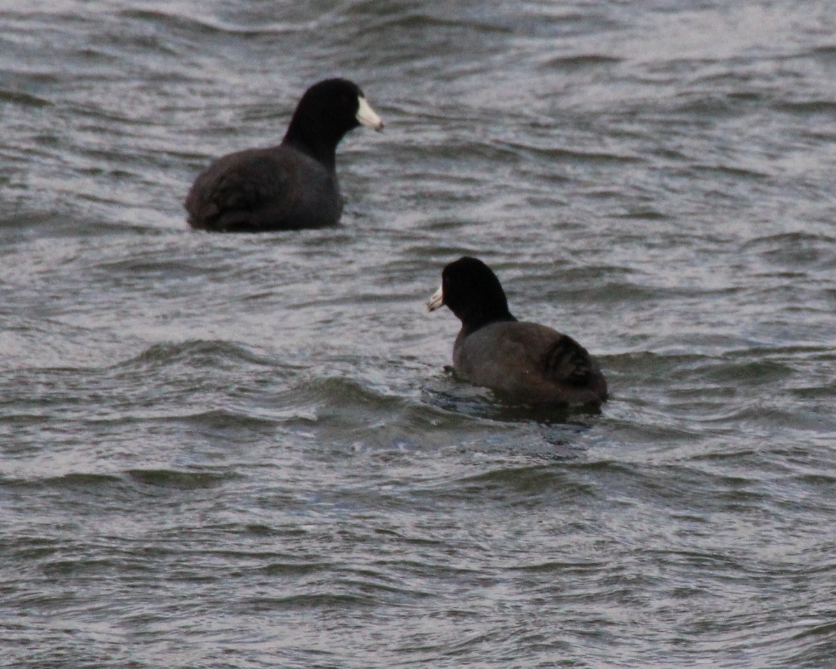 American Coot - ML626670337