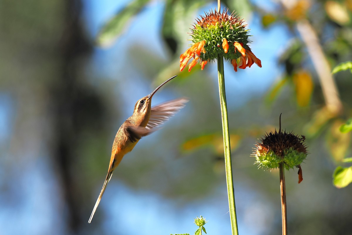 Planalto Hermit - ML626670397