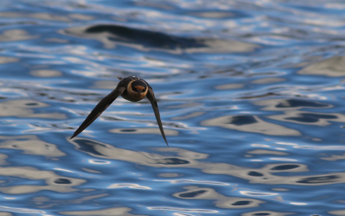 Cave Swallow - ML626670418