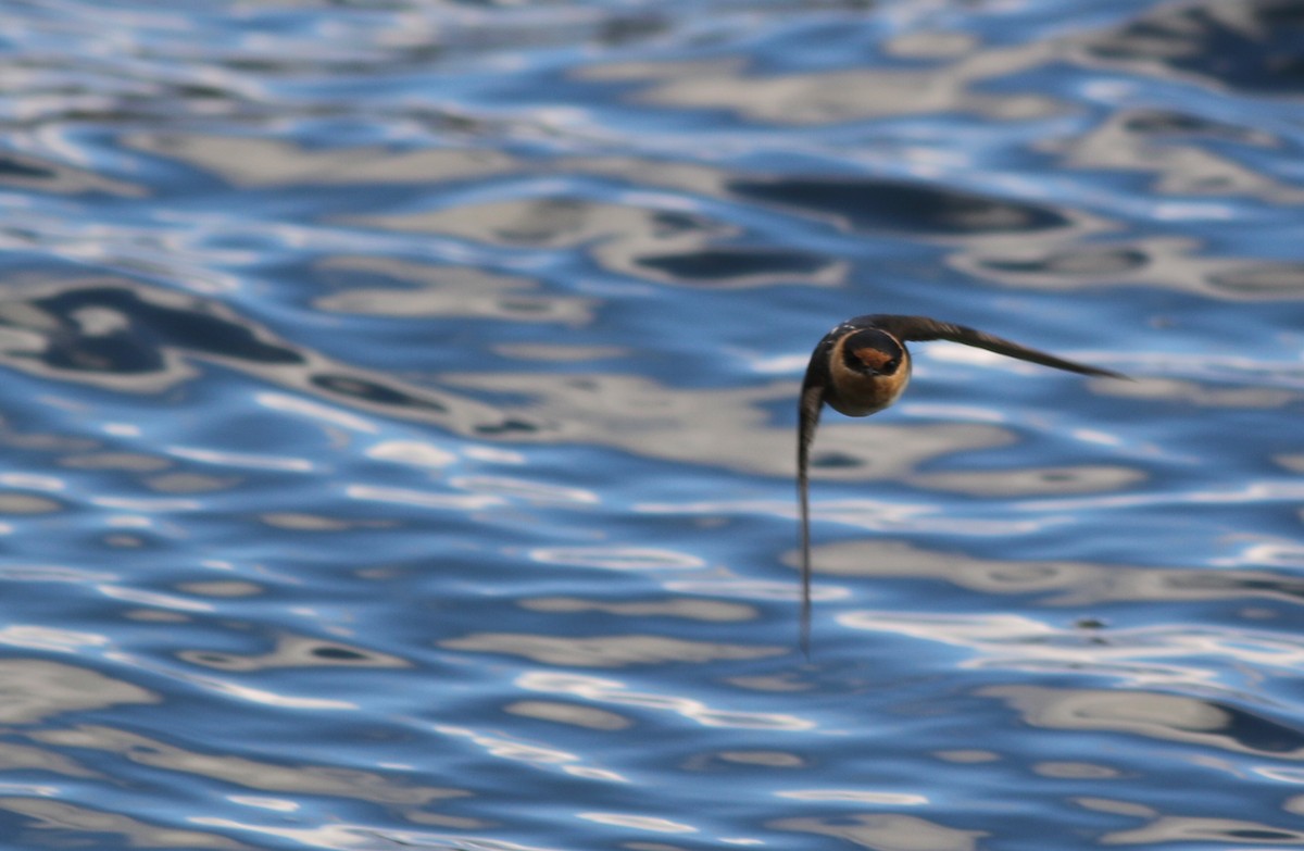 Cave Swallow - ML626670419