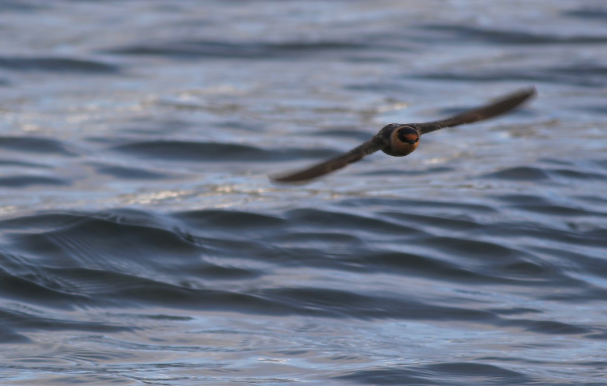 Cave Swallow - ML626670420