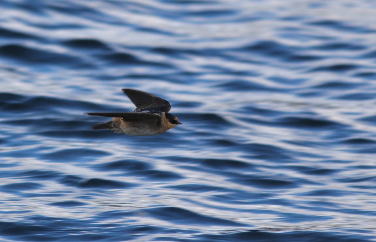 Cave Swallow - ML626670421