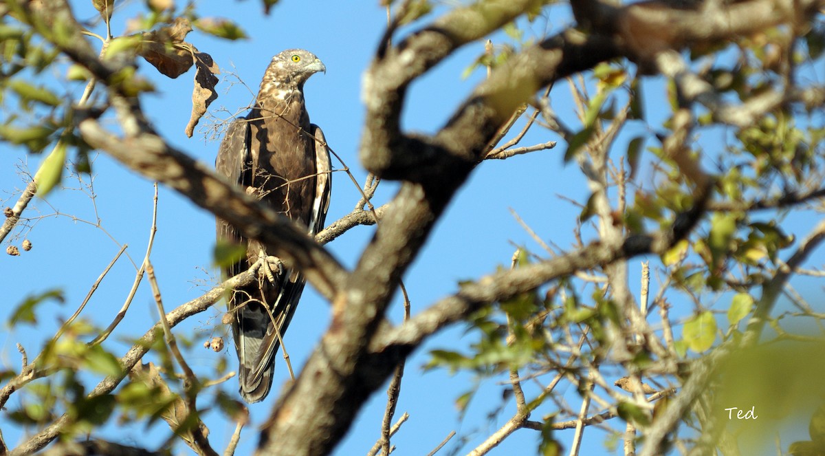 Changeable Hawk-Eagle (Crested) - ML626670482