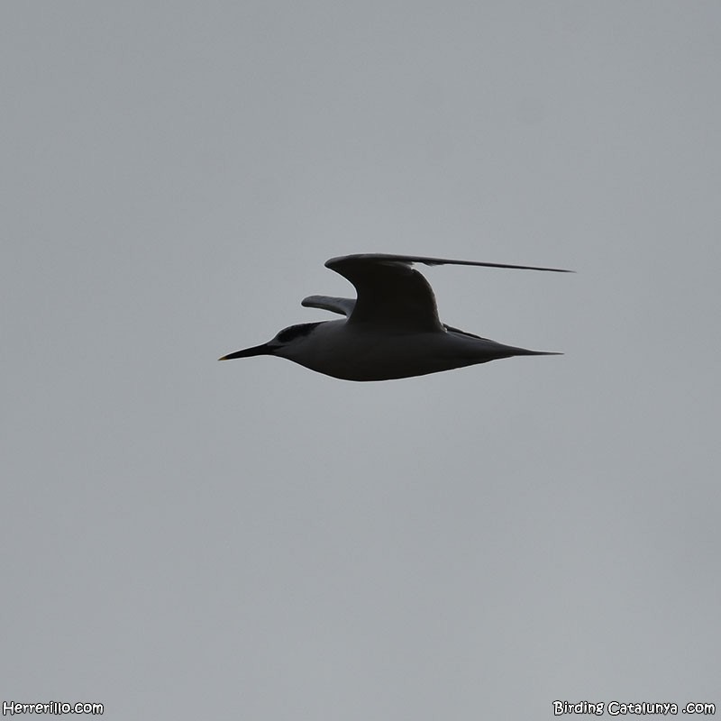 Sandwich Tern - ML626670544