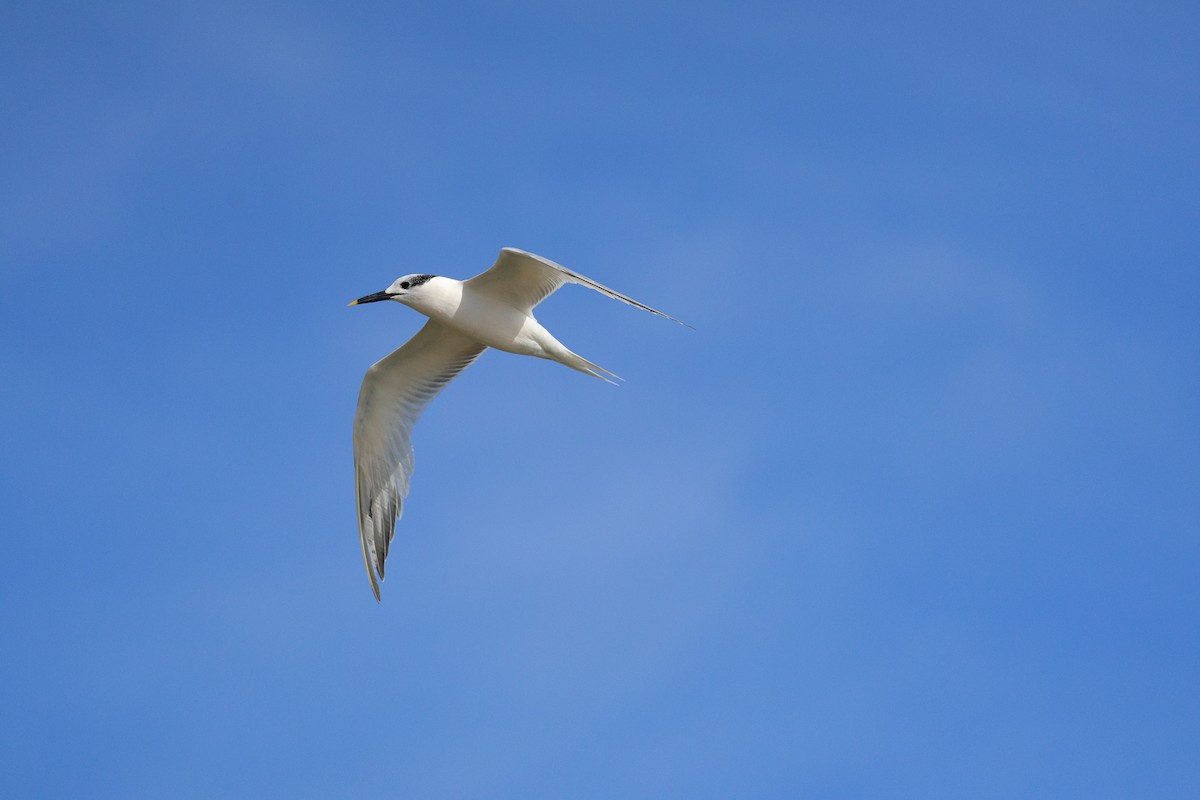 Sandwich Tern - ML626670863