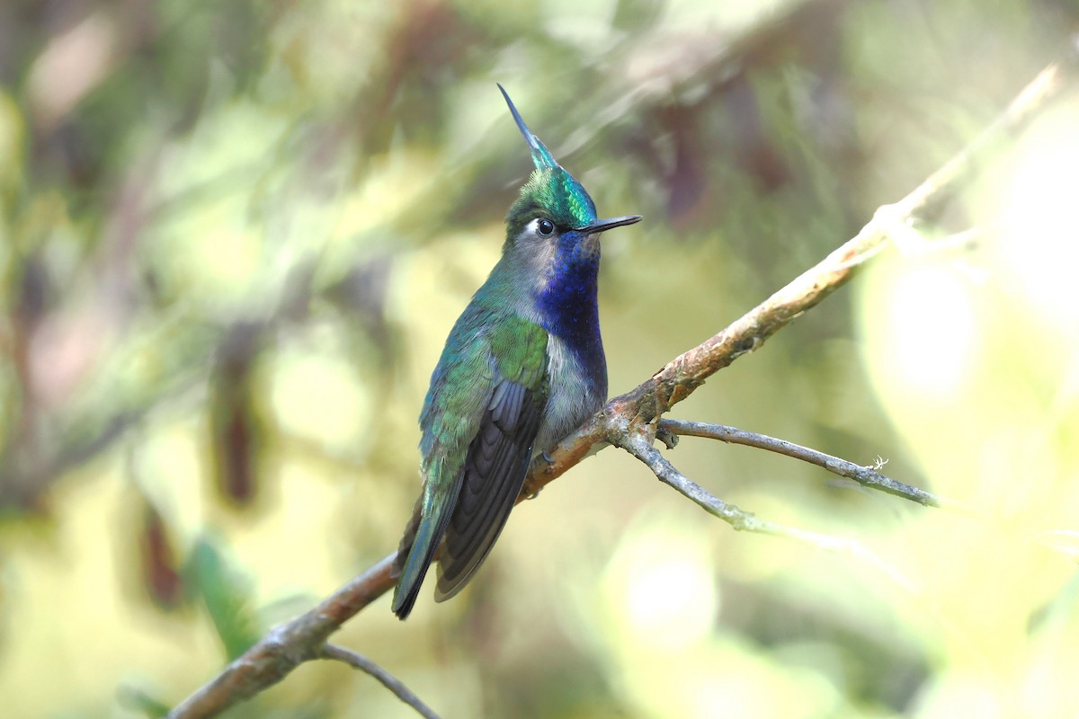 Green-crowned Plovercrest - ML626670972