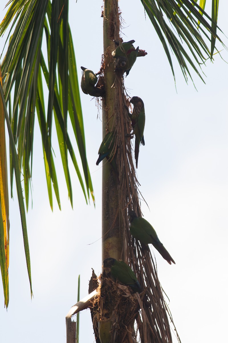 Santarem Parakeet - ML626671019