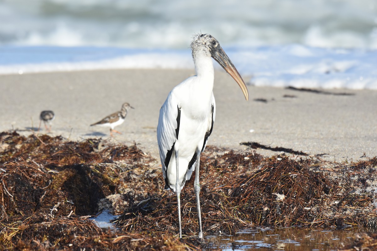 Wood Stork - ML626671079