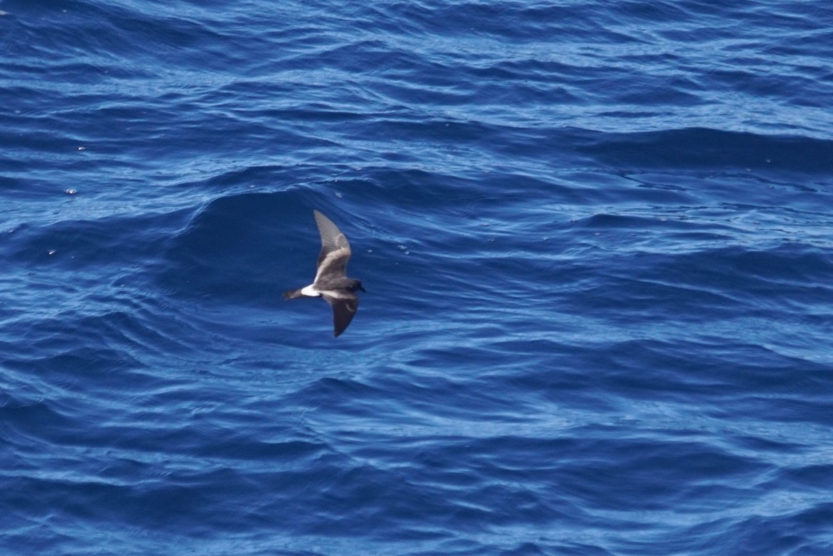 Cape Verde Storm-Petrel - ML626671119