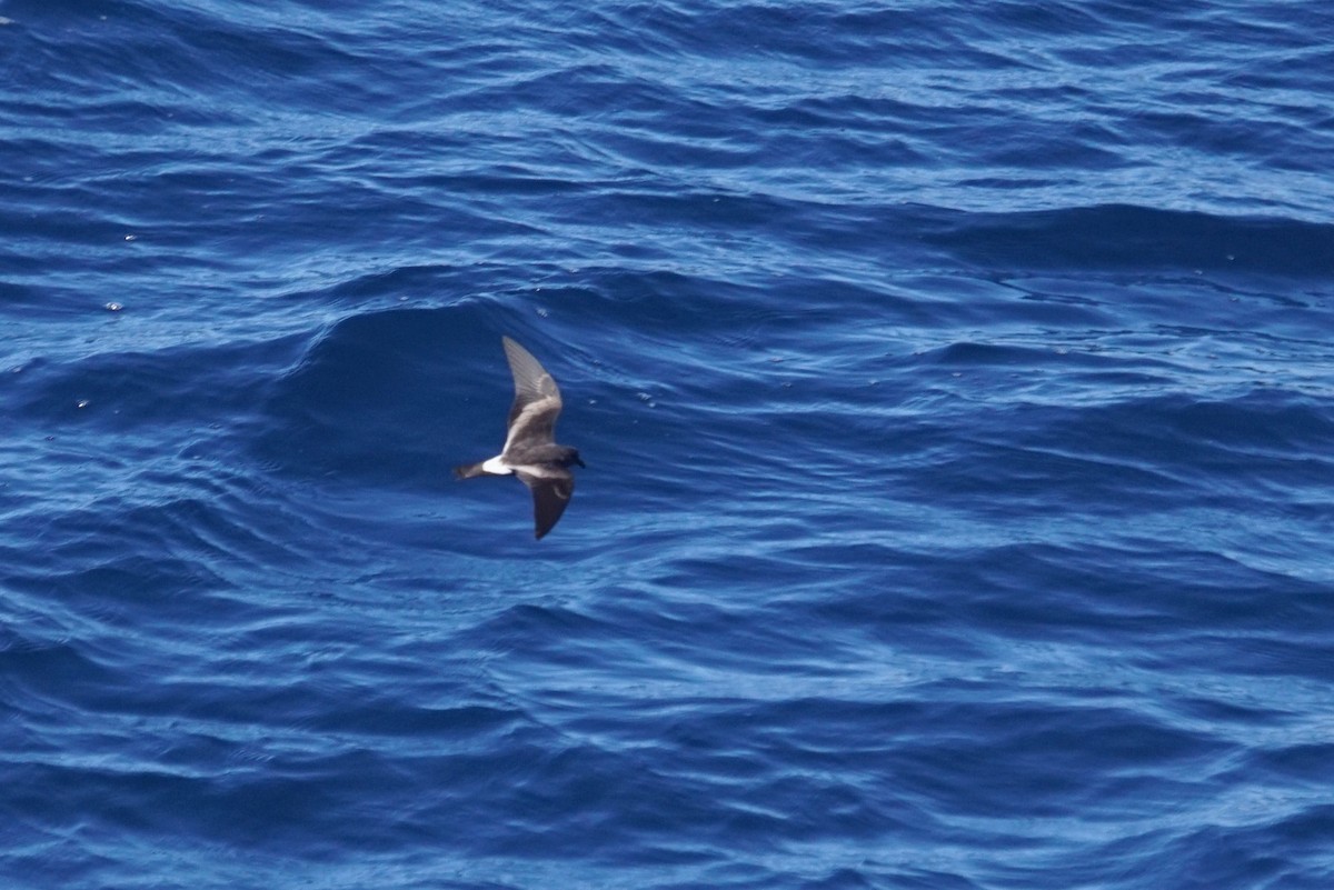 Leach's Storm-Petrel - ML626671119