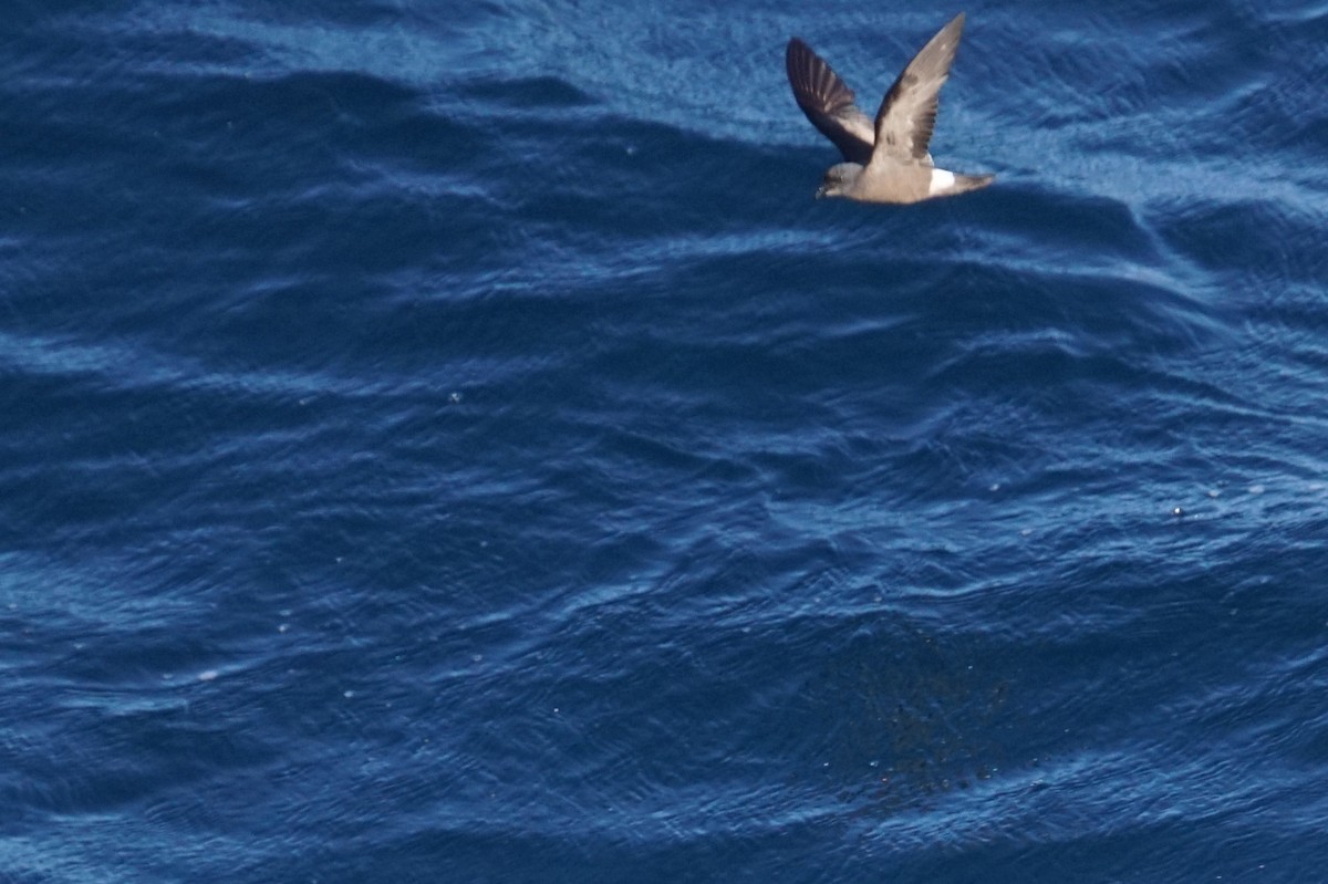 Cape Verde Storm-Petrel - ML626671128