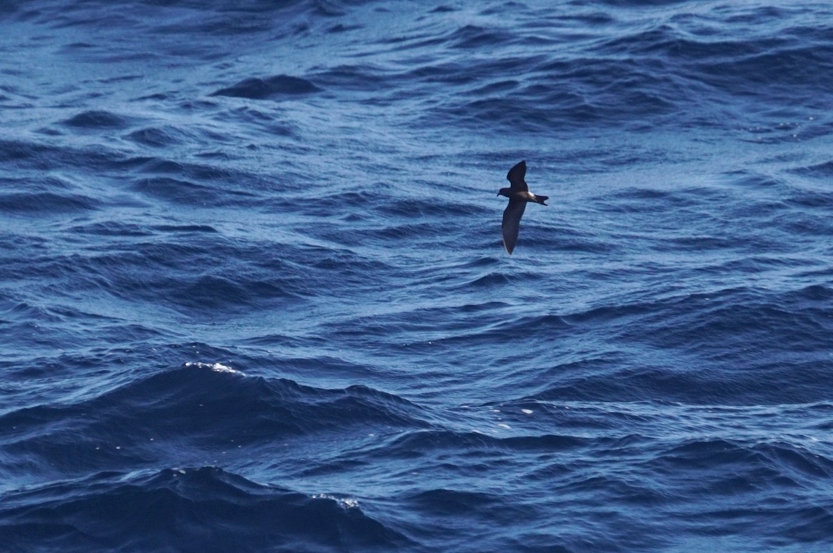 Leach's Storm-Petrel - ML626671137