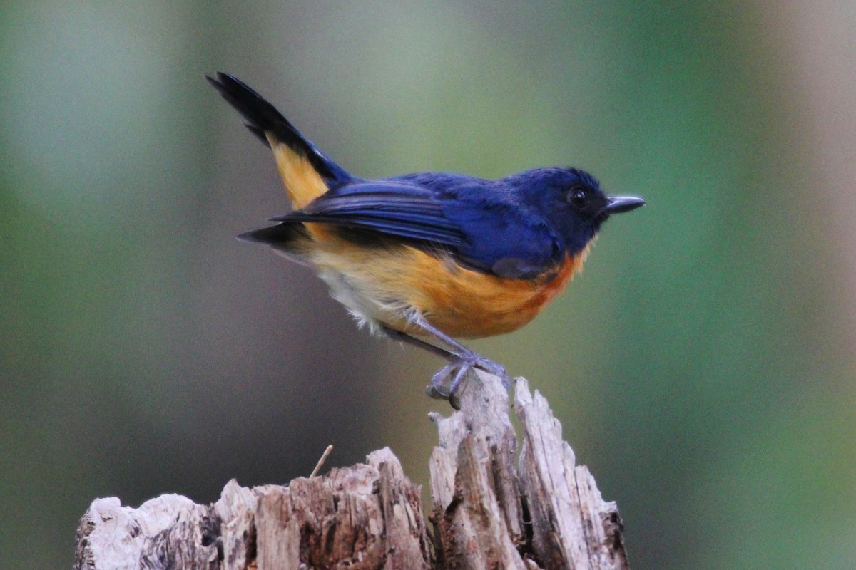 Mangrove Blue Flycatcher - ML626671171