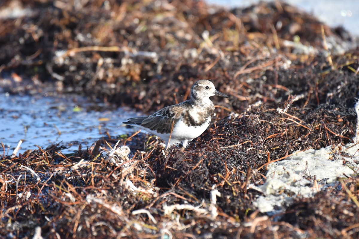 Ruddy Turnstone - ML626671174