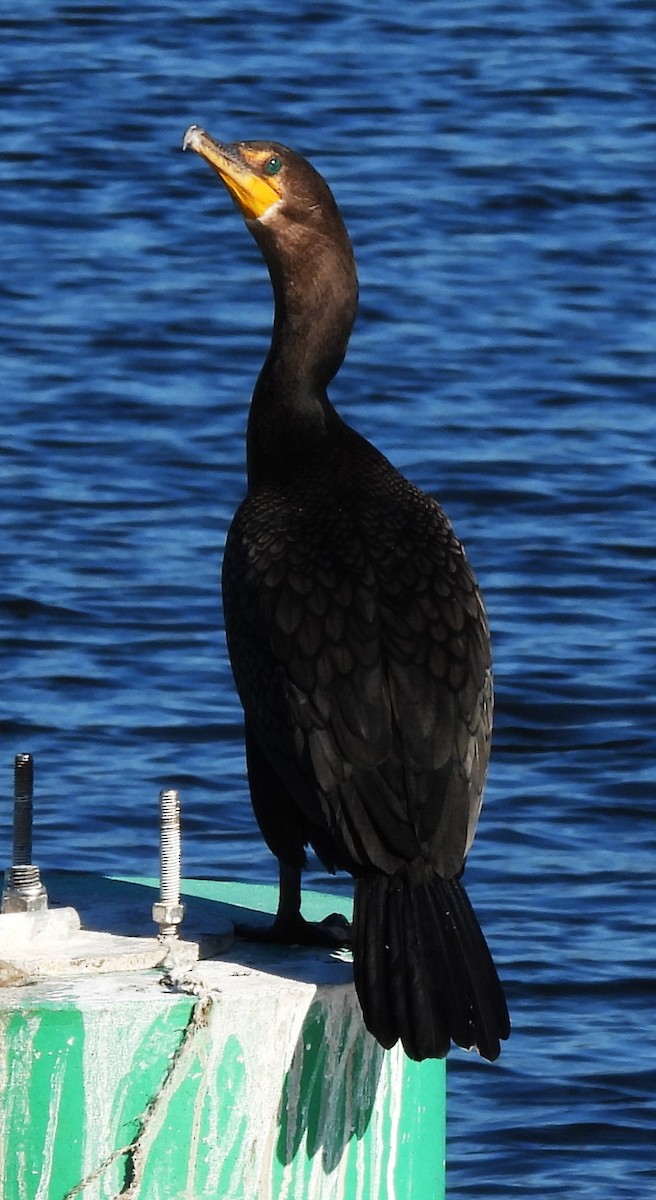 Double-crested Cormorant - ML626671207