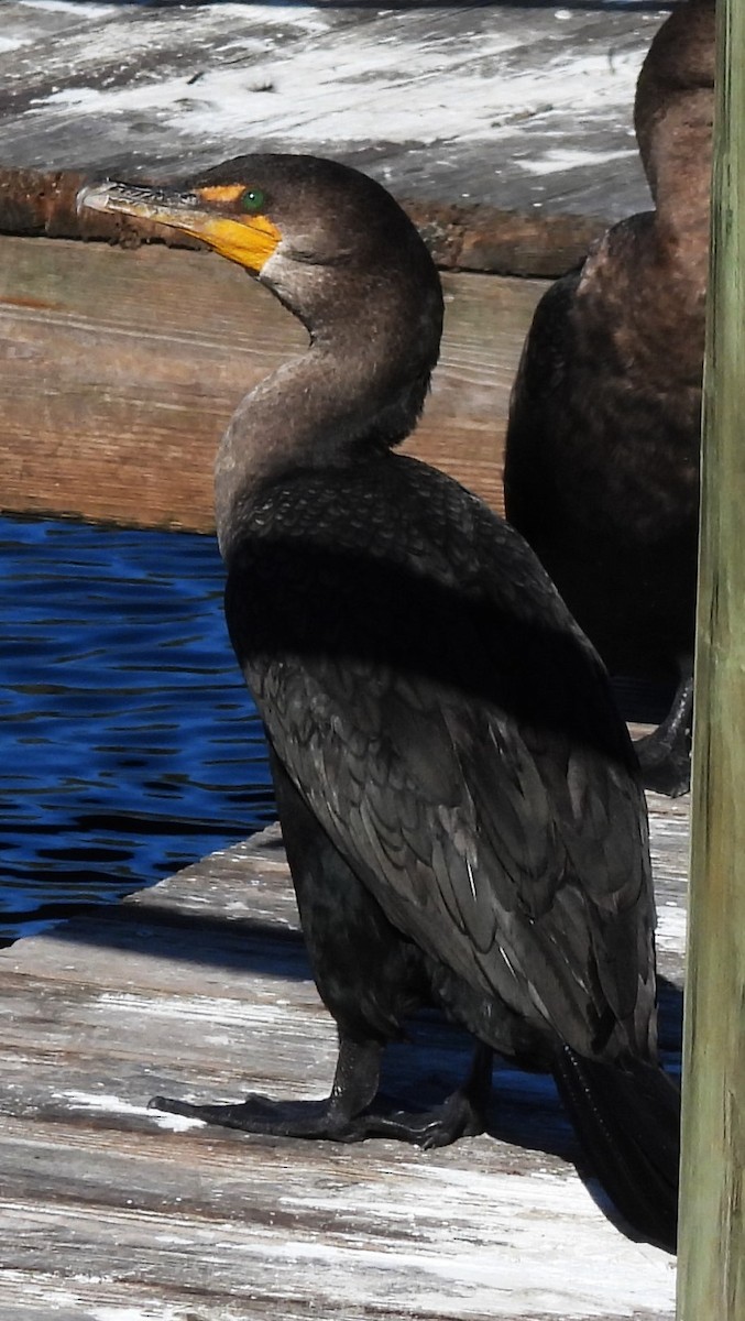 Double-crested Cormorant - ML626671208