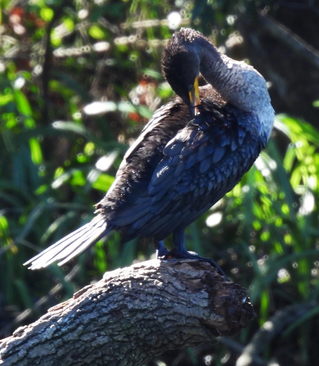 Double-crested Cormorant - ML626671209