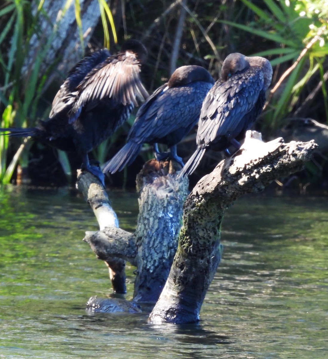 Double-crested Cormorant - ML626671210