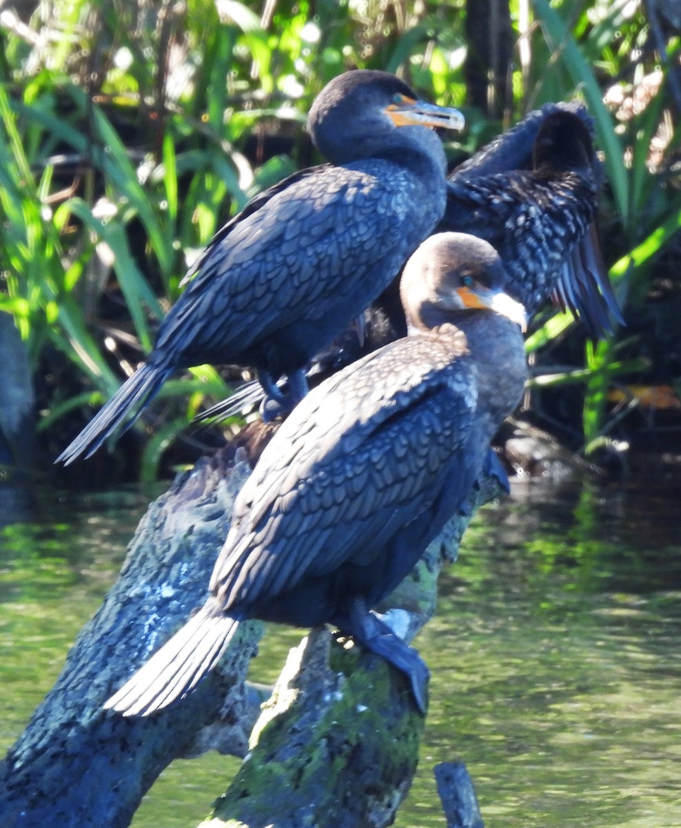 Double-crested Cormorant - ML626671211