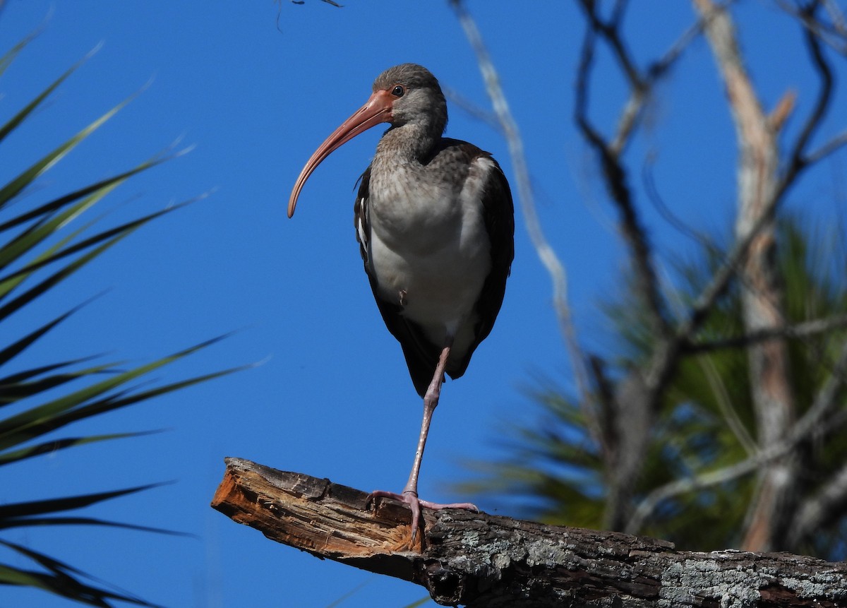 White Ibis - ML626671243