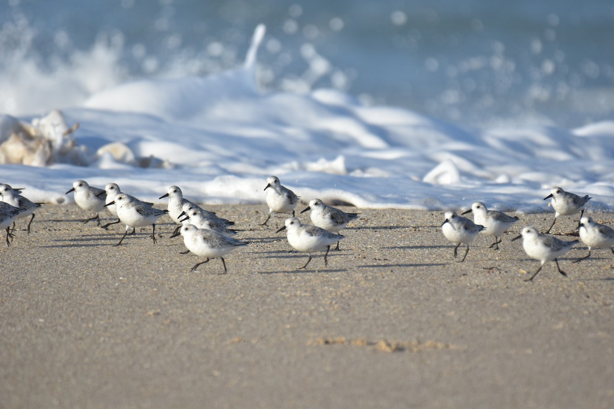 Sanderling - ML626671261