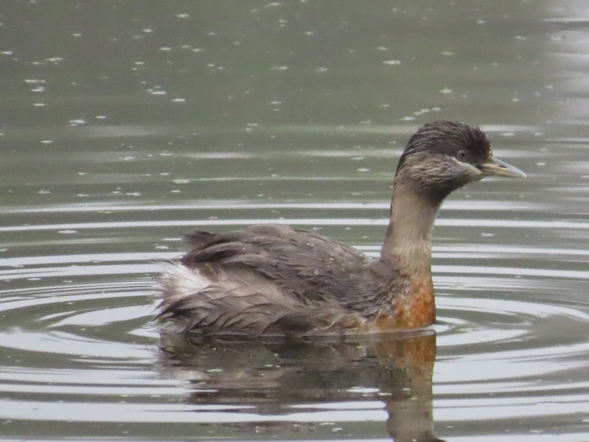 Hoary-headed Grebe - ML626671282