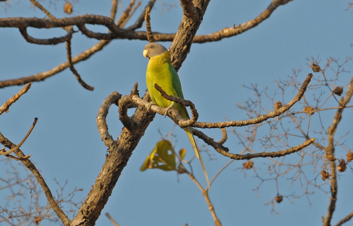 Plum-headed Parakeet - ML626671288