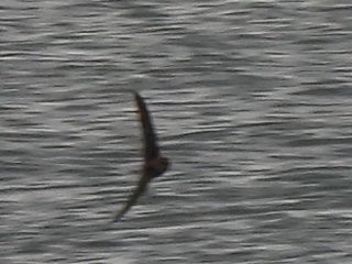 Cave Swallow - ML626671301