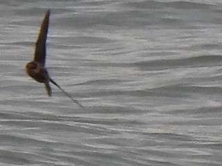 Cave Swallow - ML626671307