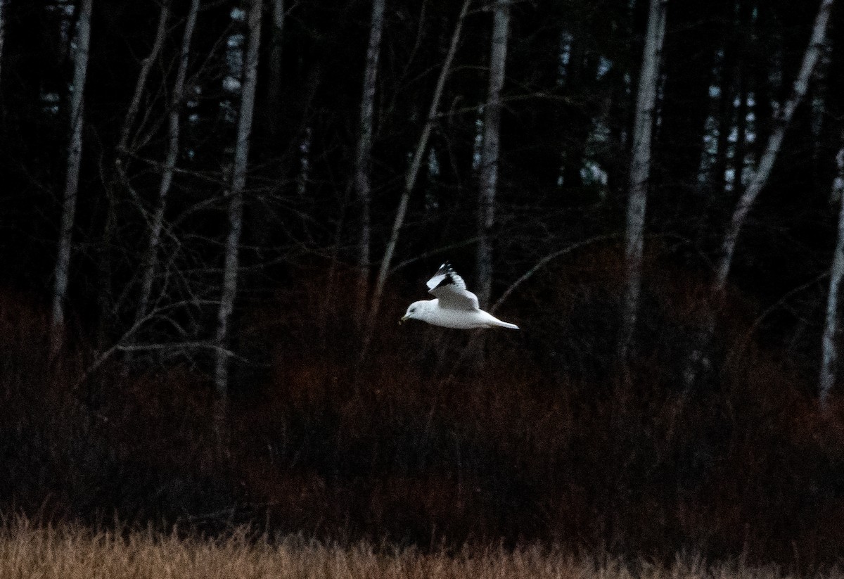 Ring-billed Gull - ML626671321