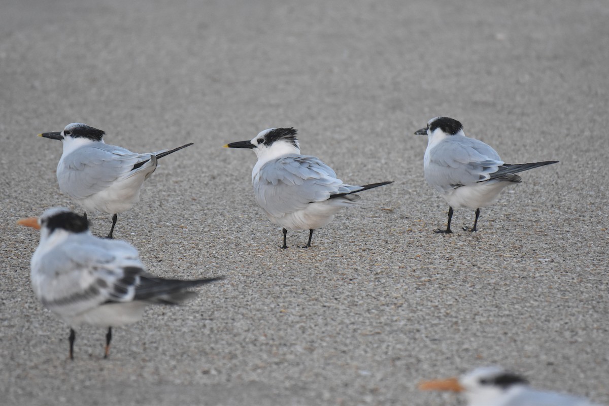 Sandwich Tern - ML626671352