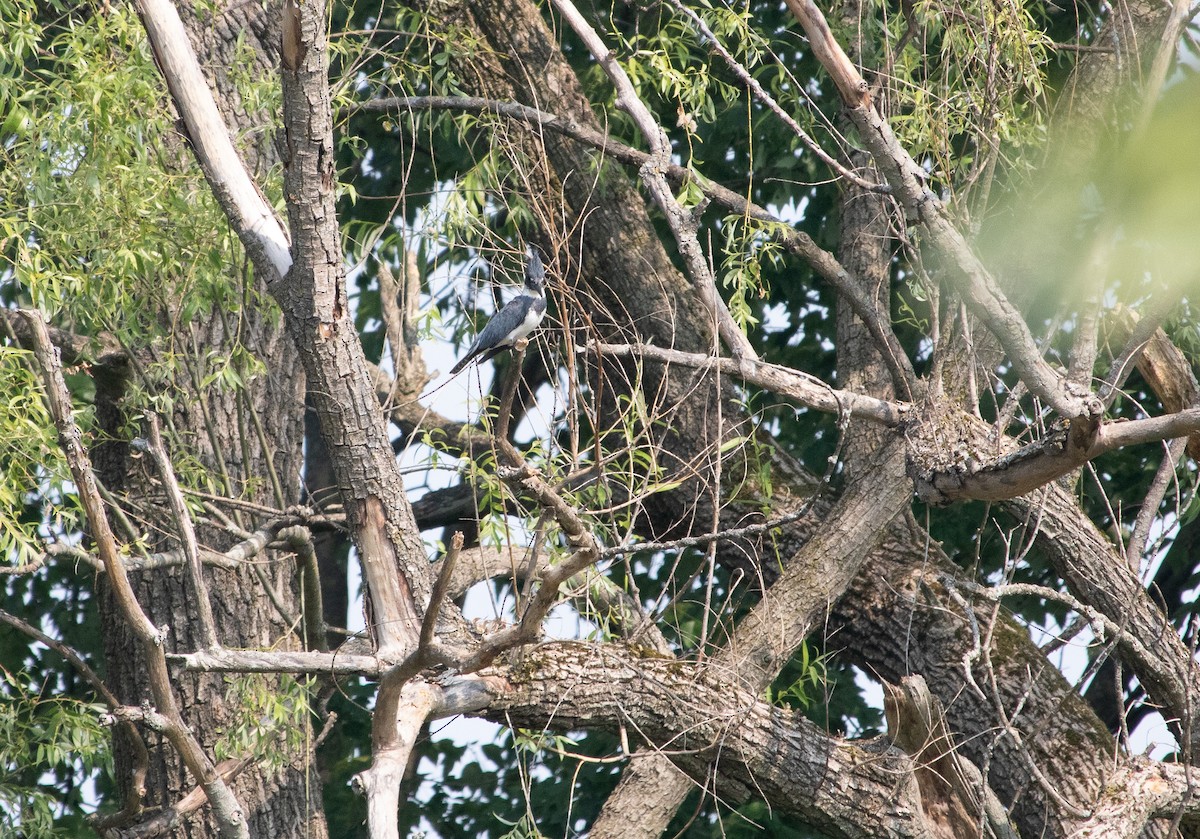 Belted Kingfisher - ML626671367