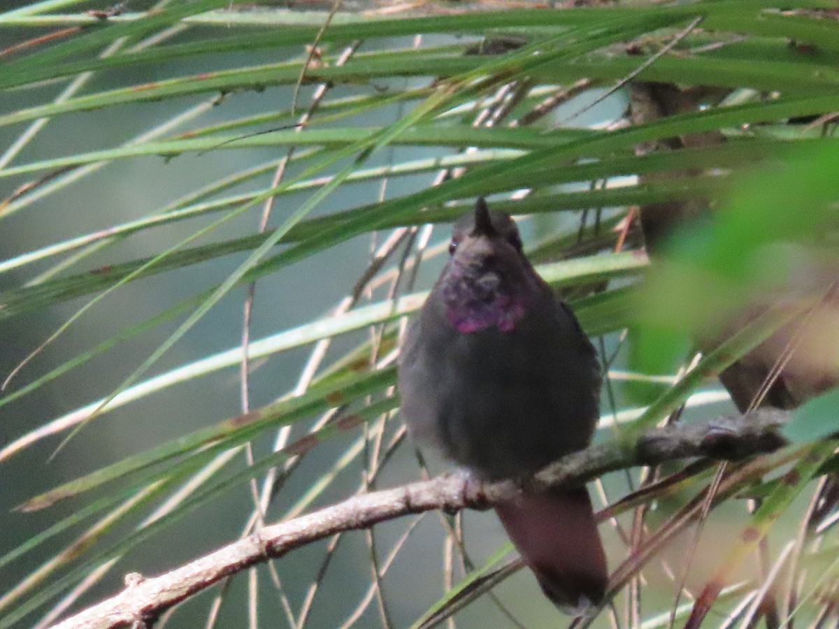 Amethyst-throated Mountain-gem - ML626671459