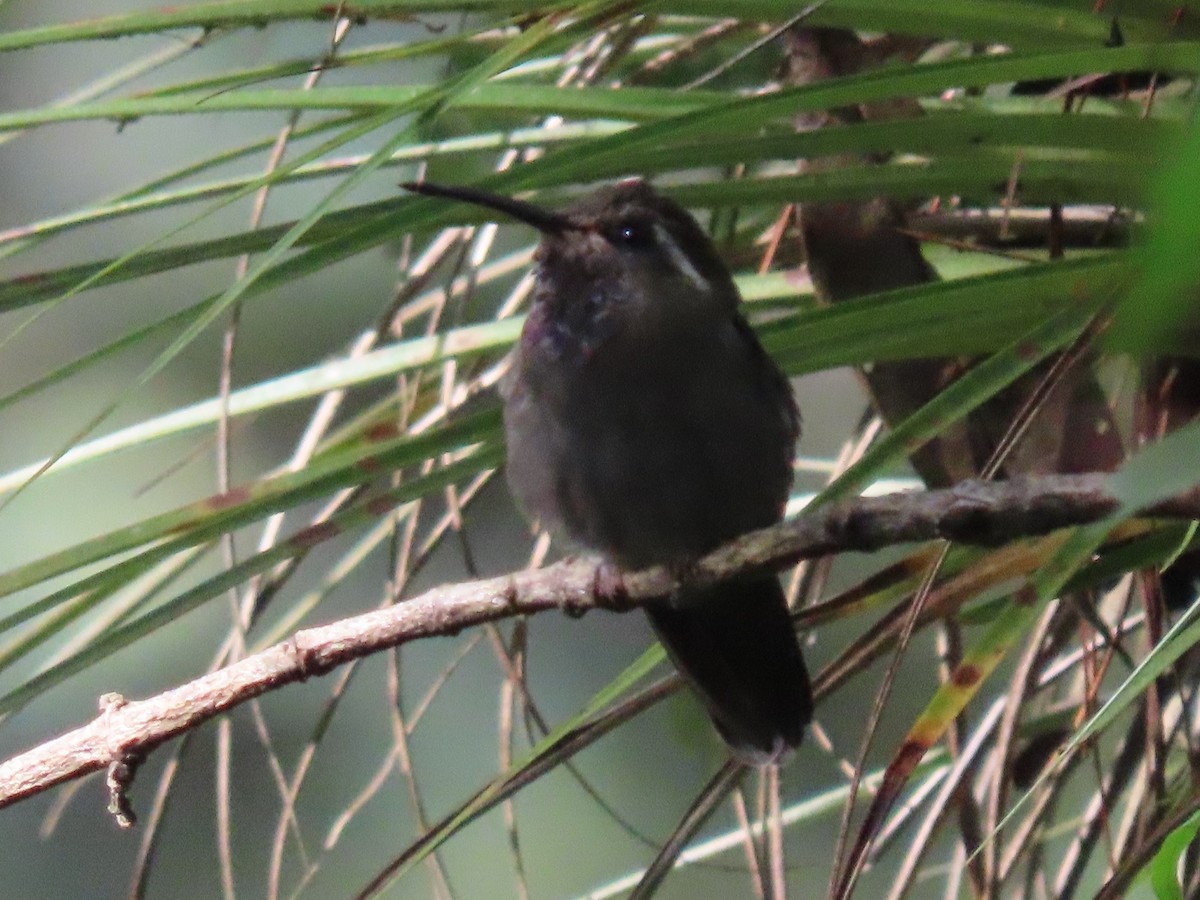 Amethyst-throated Mountain-gem - ML626671460